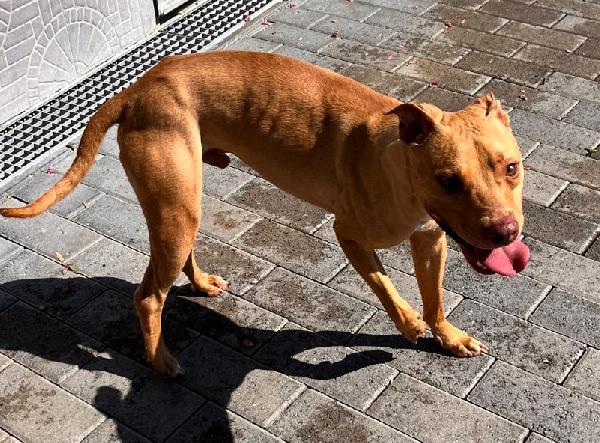 CARLETTO BELLISSIMO PIT Foto 3